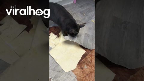 Frenchie Helps Rip Up the Floor || ViralHog
