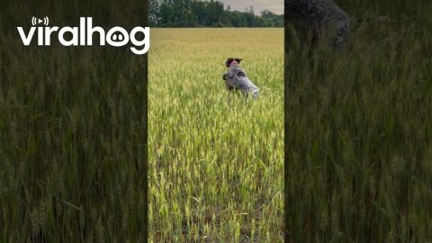 Bouncing GSP Frolics in Wheat Field || ViralHog