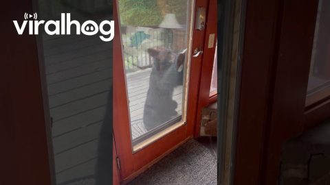 Bear Stands up and Tries to Open Cabin Door || ViralHog