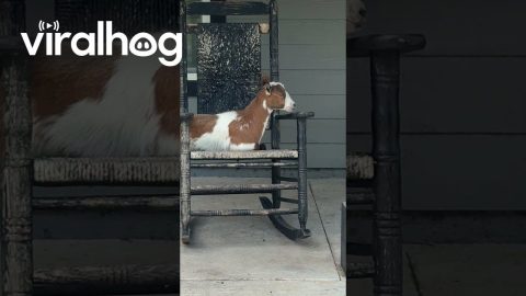 Goats Relax In Front Porch Rocking Chairs || ViralHog