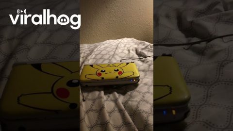 Cat Does Front Flip Off Bed || ViralHog