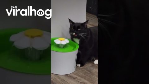 Cat Drinks Via Bluetooth || ViralHog