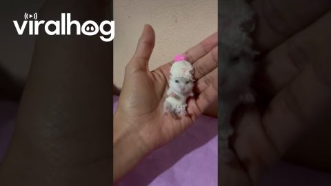 Hamster In Tiny Hat And Sweater || ViralHog