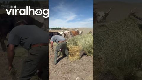 Samson the Longhorn Tossing Salad || ViralHog