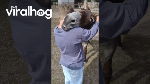 The Best Donkey Hug || ViralHog