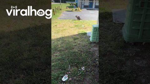 Group Poops Make for an Efficient Walk || ViralHog