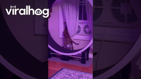 Nosy Cat Multitasking || ViralHog