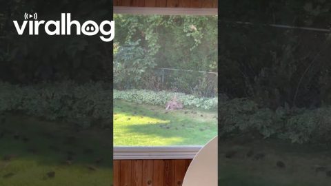 Backyard Is Safe Space For Birds And Fawn || ViralHog