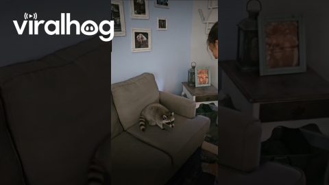 Raccoon Loves Being Thrown Onto Couch || ViralHog