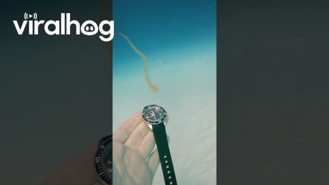 Jellyfish’s Tentacles Stretch and Shrink || ViralHog