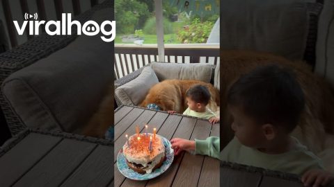 Toddler Takes Golden Retriever's Birthday Wish || ViralHog