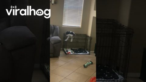 Dog Escapes Out of Crate || ViralHog