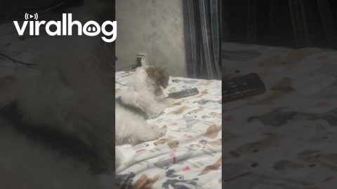 Trained the Dog to Go Through His Phone || ViralHog