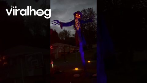 Giant Animatronic Scarecrow at Night || ViralHog