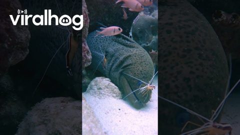 Moray Eel Has Cleaner Shrimp Spa Day || ViralHog