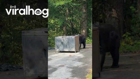 Bear-Proof Trash Lives Up to Its Name || ViralHog