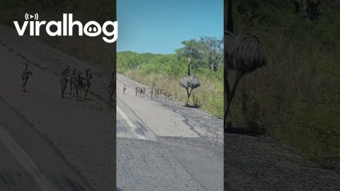 Mama Rhea and Chicks Spotted on the Road || ViralHog
