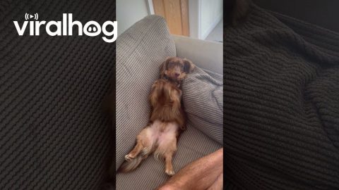 Wiener Dog Gangnam Style || ViralHog