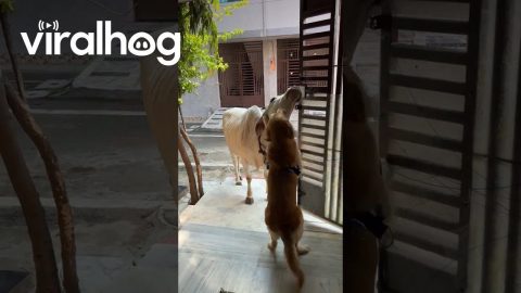 Golden Retriever Bonding With a Cow || ViralHog