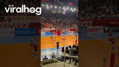 Opossum Interrupts Brazilian Volleyball Championship || ViralHog