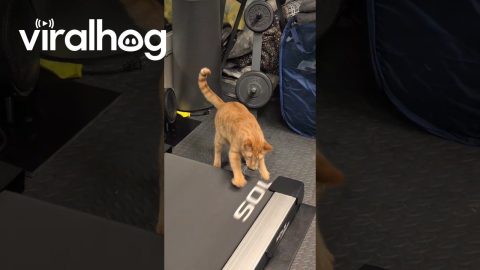Harpo's Treadmill Workout || ViralHog