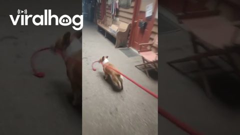 Helpful Corgi at the Barn || ViralHog