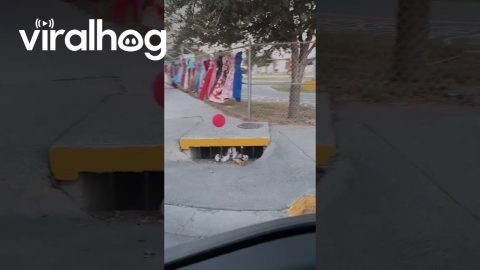 Clown in a Street Drain || ViralHog