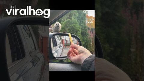 Sparrow Rejects Fry as Jackdaw Swoops in to Steal Snack || ViralHog