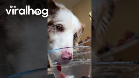 Dog Makes Funny Faces At Floating Fruit || ViralHog