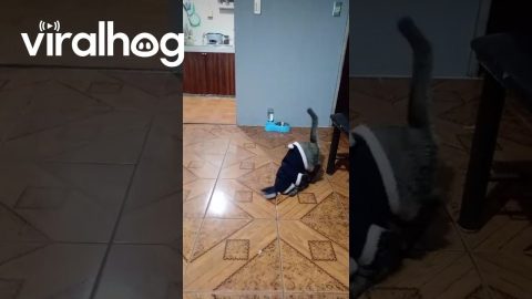 Cat Faceplant || ViralHog