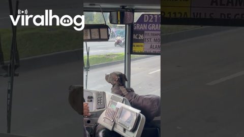 Dog Rides with Bus Driver || ViralHog