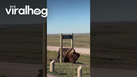 Bison Scratching an Itch || ViralHog