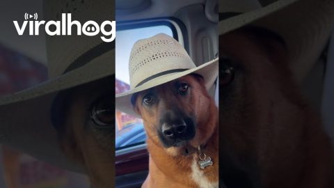 She's From Texas I Can Tell || ViralHog
