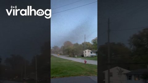 Midges Swarm North Madison, Ohio || ViralHog