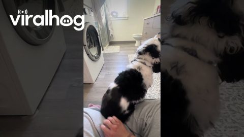 Dunkin the Twerking Dog || ViralHog