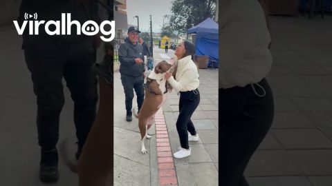 Funny Pup Reunites With His Owner After Two Years || ViralHog