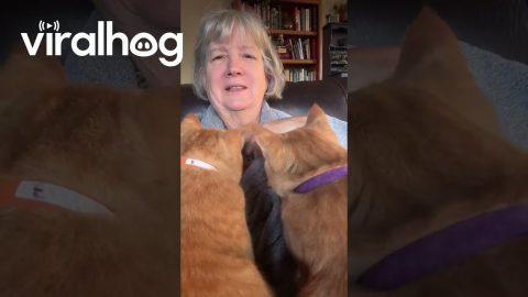 Pumpkin Team Provides Excellent Physical Therapy for Cancer Patient || ViralHog