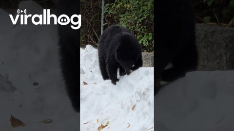 Black Bear Playing Peacefully in the Snow || ViralHog