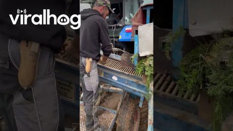 Carrot Harvesting || ViralHog