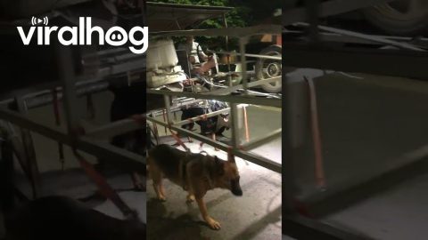 Practical Way To Exercise Multiple Dogs || ViralHog