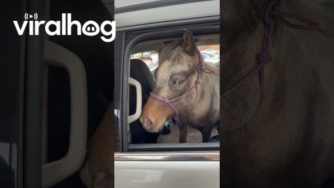 What Kind of Dog Is This? || ViralHog