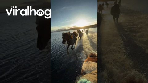 Icelandic Horses Run Across Hóp Lake || ViralHog