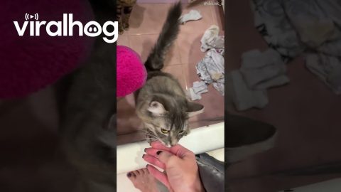 Cat Tries To Rescue Owner From Shower || ViralHog