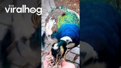 Feeding a Hungry Peacock || ViralHog