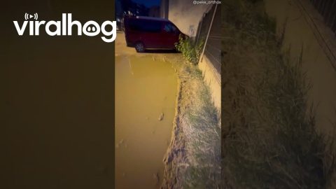 Trying to Cross a Muddy Puddle Without Getting Dirty || ViralHog