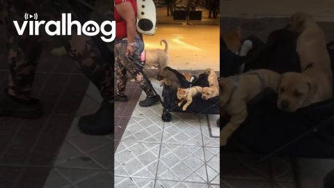 Puppies and Cats on a City Stroll || ViralHog