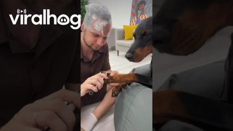 Lifehack for Trimming Dog's Nails || ViralHog