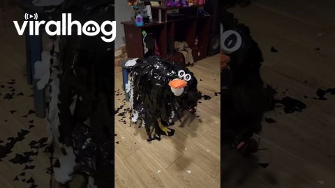 Kiddo in an Ostrich Costume || ViralHog