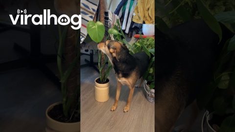 Cute Dog Tip-Toeing Through Plants || ViralHog