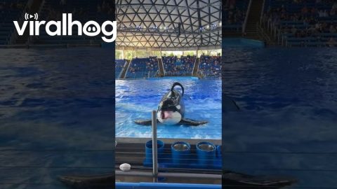 Killer Whale Sticks Tongue Out || ViralHog